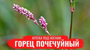 ГОРЕЦ ПОЧЕЧУНЫЙ / Лекарственные св-ва / Полезные настои / Аптека под ногами