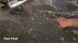 Поиск грязевых крабов в секретных норах в зоне мангровых зарослей | Гигантские грязевые крабы