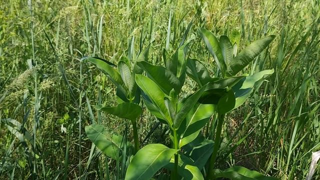 Опасные дни июня 2021. Неблагоприятные дни. Что нельзя делать. Влияние планет на жизнь людей... смотреть онлайн