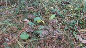 ОСЕНЬ В ЛЕСУ ДЛЯ ДЕТЕЙ / ОСЕННИЕ ПРОГУЛКИ/ ПЕСНЯ ПРО ОСЕНЬ / LATE AUTUMN IN THE FOREST FOR CHILDREN