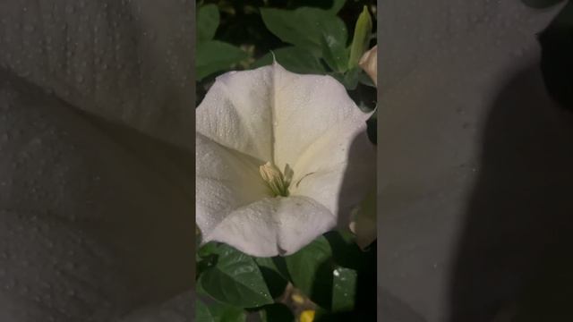 НОЧНЫЕ ЦВЕТЫ В РОСТОВЕ-НА-ДОНУ Они распускаются только ночью / 3 ноября #россия #ростовнадону смотреть онлайн