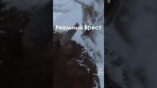 В Беловежской пуще 21 зубр провалились под лед