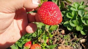 Клубника Флорентина, Мурано, Бьюти и Мальга. Сравнение ягод.