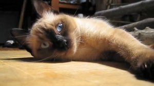 В этом, вся кошка. Сон и пробуждение. #кошка #кошки #кот #сиамская #шотландская #cat #сats