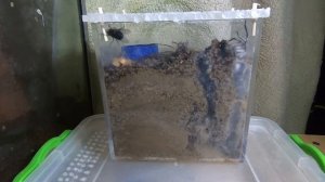 Тарантул против мухи / Spider feeding
