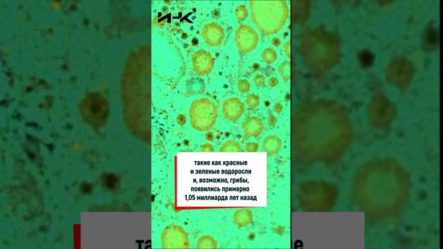 Обнаружены старейшие многоклеточные организмы, наука, экономика, ИНК, Институт научных коммуникаций