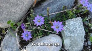 Alpine flowers of Sichuan, China - Snow Mountain Pass (雪山梁)