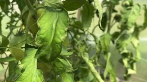 ЖЕЛТЫЕ И КОРИЧНЕВЫЕ ПЯТНА НА ЛИСТЬЯХ ТОМАТОВ. Что это и как с этим бороться?