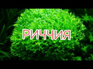 РИЧЧИЯ ПЛАВАЮЩАЯ. СОДЕРЖАНИЕ И УХОД