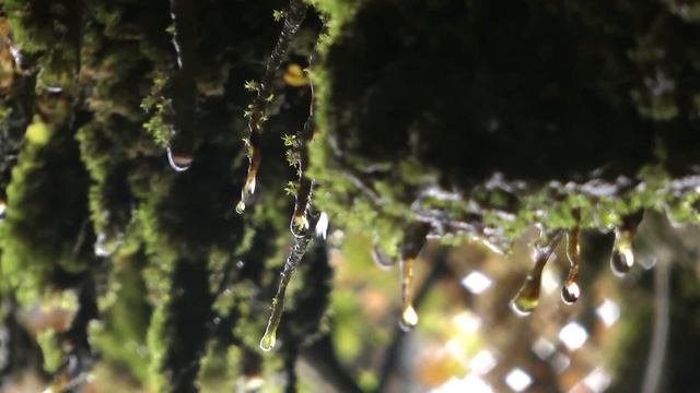 Натуральные Звуки пещеры, капающая вода ПОЛНОЕ ПРИСУТСТВИЕ (монотонность, расслабление, атмосфера) смотреть онлайн