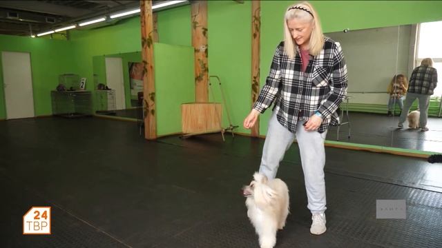 Очень смышлёные китайские хохлатые смотреть онлайн