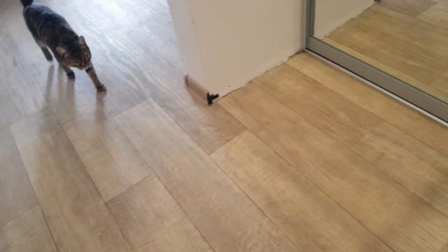 Поставили двери в гардеробную в квартире студии//стильные кухни//цена зеркального царства смотреть онлайн