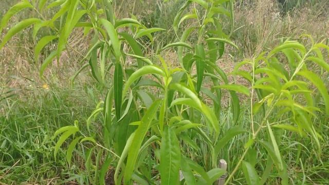 Обработка персиков в начале августа 2022 г. Общий обзор. смотреть онлайн