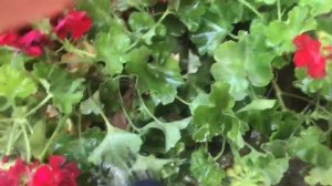 Как правильно поливать цветы и как НЕ НАДО поливать цветы. Мой опыт.