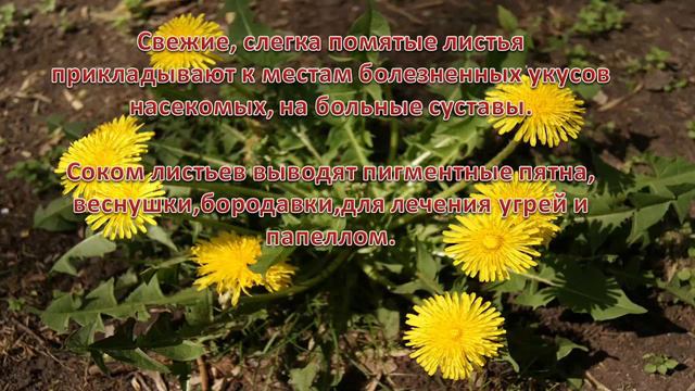 Целебные свойства одуванчика смотреть онлайн