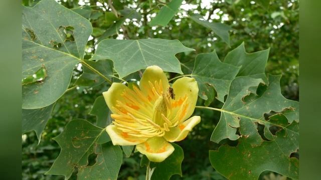 ЛИРИОДЕНДРОН (LIRIODENDRON) сем. Магнолиевые смотреть онлайн