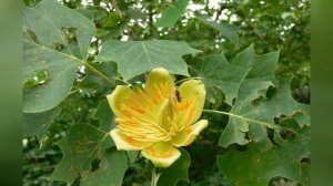 ЛИРИОДЕНДРОН  (LIRIODENDRON)  сем. Магнолиевые
