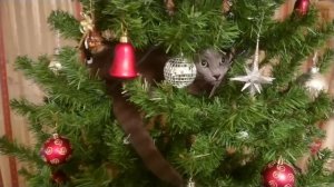 Русский голубой кот на ёлке. Russian blue kat. Blue Velvet. Русский голубой кот 🙀 гипнотезер.