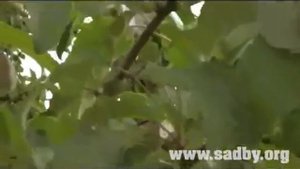 Летняя обрезка Работы в саду летом плодовые деревья Часть 2 - Уроки Николая Рабушко.