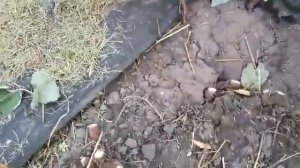 Грибковые болезни малины(( 21.09.2019 г.
