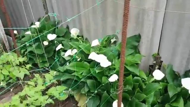 КАЛЫ