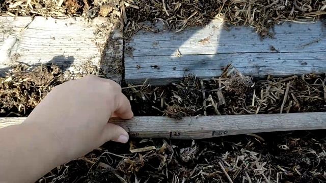 Морковь "в доску". Прогрессивный метод посадки моркови. A progressive method of planting carrots.