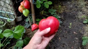 Томат HERODES, крупные, мясистые и очень вкусные плоды!🍅