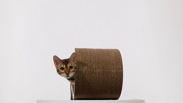 Картонная когтеточка Кот Барон - красота и гармония. смотреть онлайн