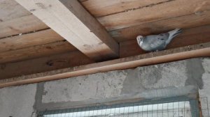 #pegions Племенные бакинские бойные голуби #бойныеголуби2023