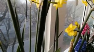 Нарциссы. Обильное цветение на балконе в горшках. Сорта Донау Парк, Скарлет Джем.