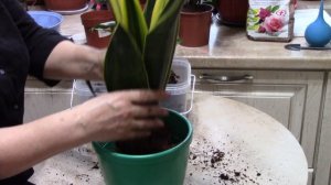 Первая пересадка сансивьерии..mp4