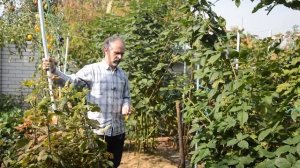 Ежевика — Готовимся к зиме !