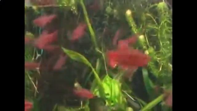 Барбус Содержание, уход, виды Аквариум смотреть онлайн