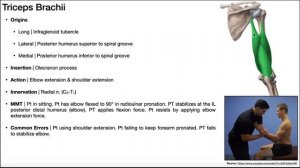 Triceps Brachii and Elbow Extensors | Origin, Insertion, Action, & More