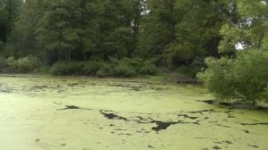 Природа Брянской области