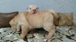 ЩЕНКИ ШАРПЕЯ ПРОДАЖА.