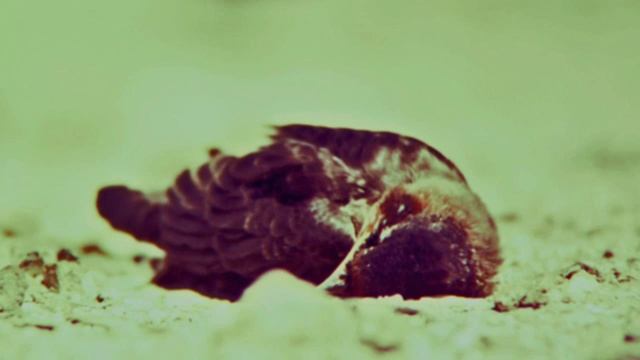 Gamardah fungus: Opium смотреть онлайн