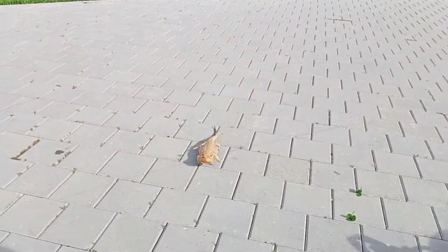 ДРЕССИРОВКА ЯЩЕРИЦ ВОЗМОЖНА !!! | Дрессировка |
