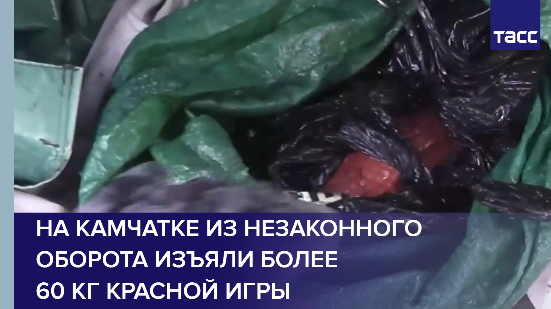 На Камчатке из незаконного оборота изъяли более 60 кг красной игры