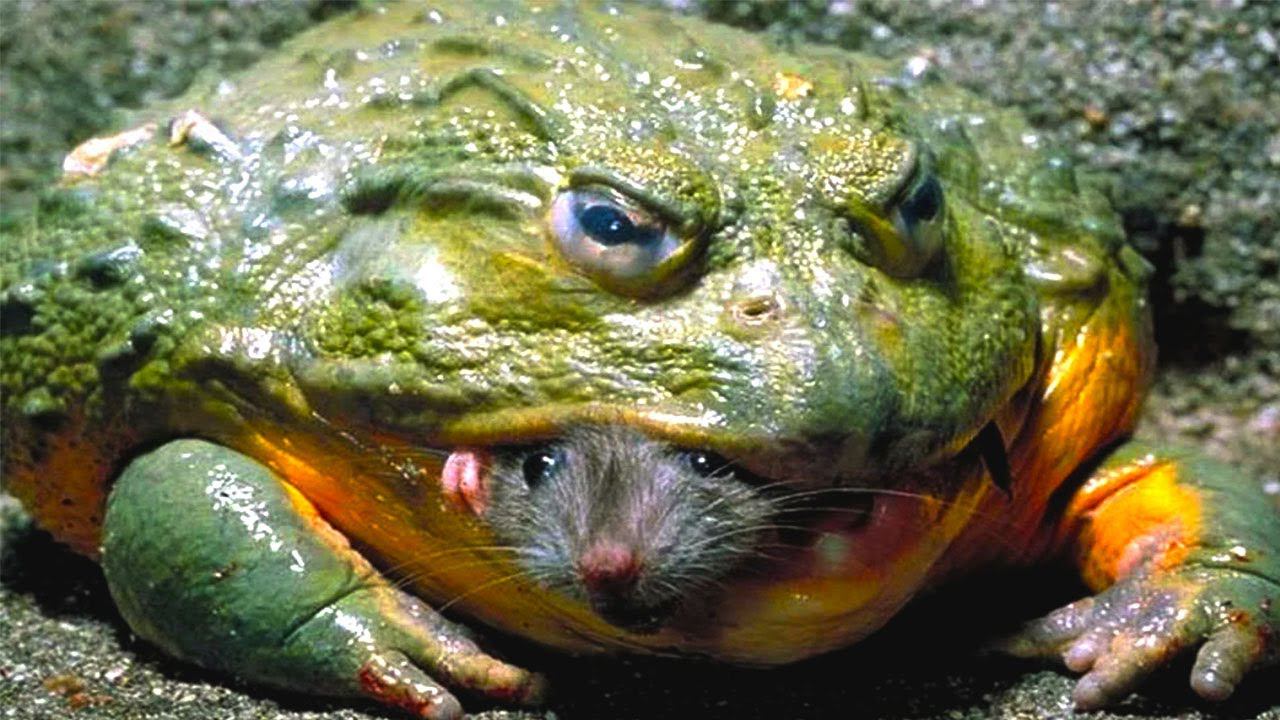 АГРЕССИВНАЯ ЛЯГУШКА БЫК! или лягушка вол! Ест мышей, змей и даже себе подобных! смотреть онлайн