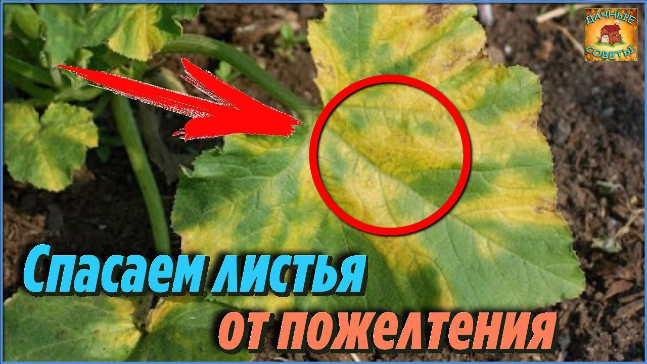 Поделюсь своим советом Что делать, если желтеют листья огурцов Домашняя аптечка садовода