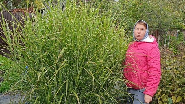 Мискантус Зебринус (MISCANTHUS ZEBRINUS) рекомендую всем для посадки у себя в саду. смотреть онлайн