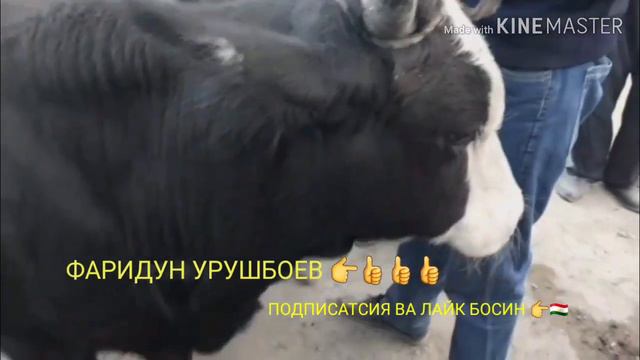 МУЖУН Ж ПАЙШАНБЕ МОЛ БОЗОР НАРХЛАРИ👍😃😃😃😃😃😃