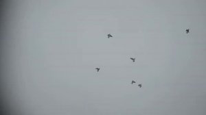 Гон ЩЕКАСТЫХ (Тульский чеграш) голубей в Туле.