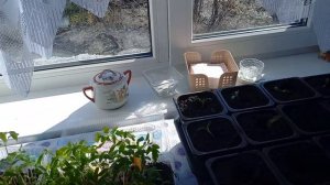 Пикировка рассады томатов.