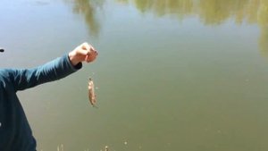 Голавль весной любит эту наживку. Голавль на малой реке