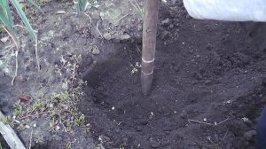 Осенняя посадка грецкого ореха в Средней полосе