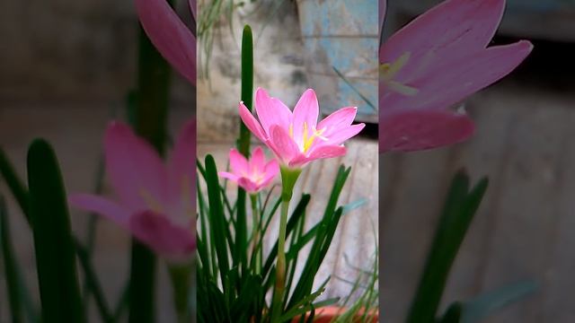 Rosea zephyranthes-pink rainlily