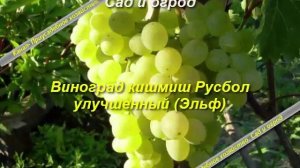 Виноград кишмиш особенности посадки и ухода.