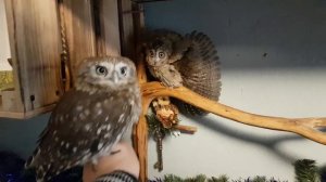 Вот такая вот Юйня. Тестируем сплюшку Ыть при помощи сыча Юйни на расфуфыриваемость. Совы.